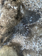 Myrichthys colubrinus