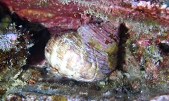 Turbo sandwicensis