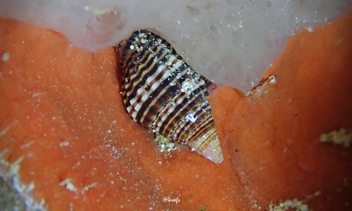 Vexillum unifasciale observed 2022-01-11