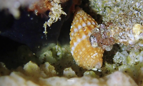 Vexillum aureolatum observed 2022-01-11
