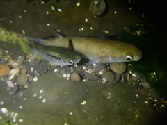 Ellochelon vaigiensis