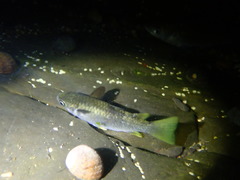 Ellochelon vaigiensis