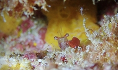 Cuapetes platycheles