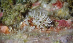 Miniacina