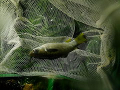Ellochelon vaigiensis