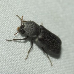 Apatides fortis