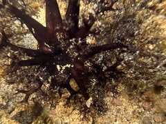 Holothuria cinerascens