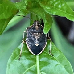 Oncocoris geniculatus