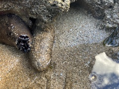 Holothuria cinerascens