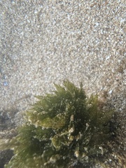 Bryopsis pennata secunda