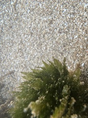 Bryopsis pennata secunda