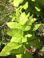 Pterocaulon polystachyum