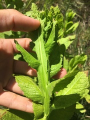 Pterocaulon polystachyum