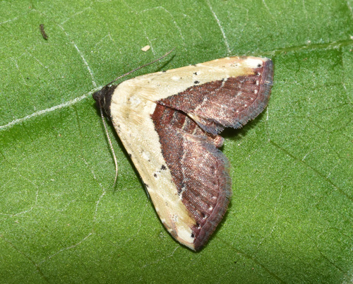 Oruza latifera