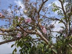 Stereospermum kunthianum, photograph (c) Elliot Kulakow, some rights reserved (CC BY)