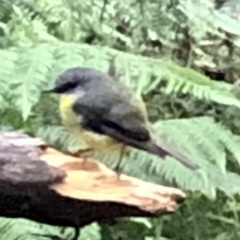 Eopsaltria australis australis