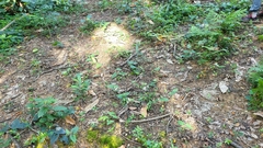 Aristolochia acuminata