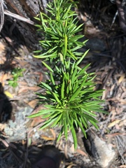 Olearia pinifolia