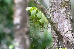 Peristeranthus hillii