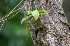 Peristeranthus hillii