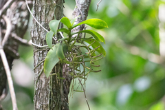 Peristeranthus hillii