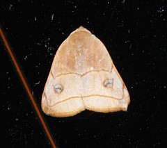 Hondryches phalaeniformis