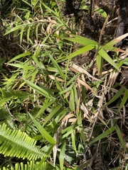 Isachne distichophylla