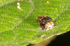 Arkys speechleyi