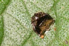 Arkys speechleyi