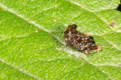 Arkys speechleyi