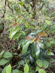 Antidesma platyphyllum