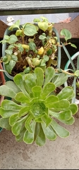 Aeonium canariense