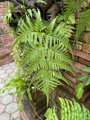 Davallia solida