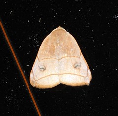 Hondryches phalaeniformis