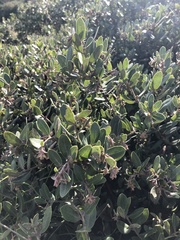 Arctostaphylos pumila
