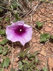 Ipomoea bathycolpos