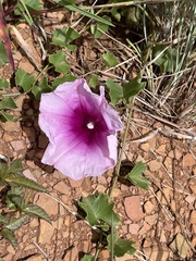 Ipomoea bathycolpos