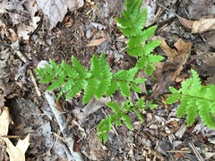 Dryopteris cristata