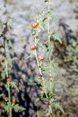 Sphaeralcea emoryi