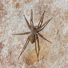 Pardosa sumatrana