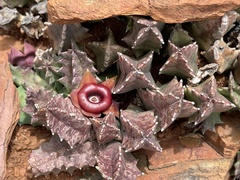 Huernia insigniflora