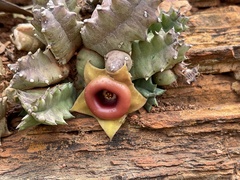 Huernia insigniflora