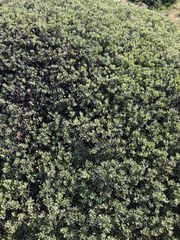 Arctostaphylos pumila