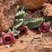 Huernia - Photo (c) nolliecilliers, some rights reserved (CC BY-NC)