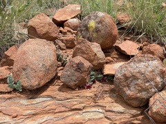 Huernia insigniflora