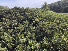 Arctostaphylos pumila