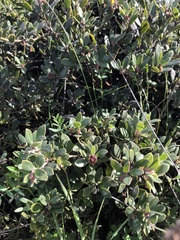Arctostaphylos pumila