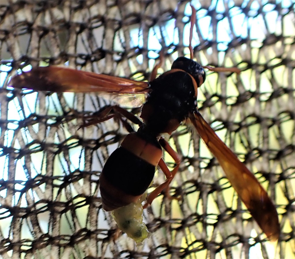 Potter and Mason Wasps from Bardon, Brisbane QLD, Australia on January ...