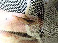 Caridina typus