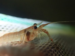 Macrobrachium nipponense